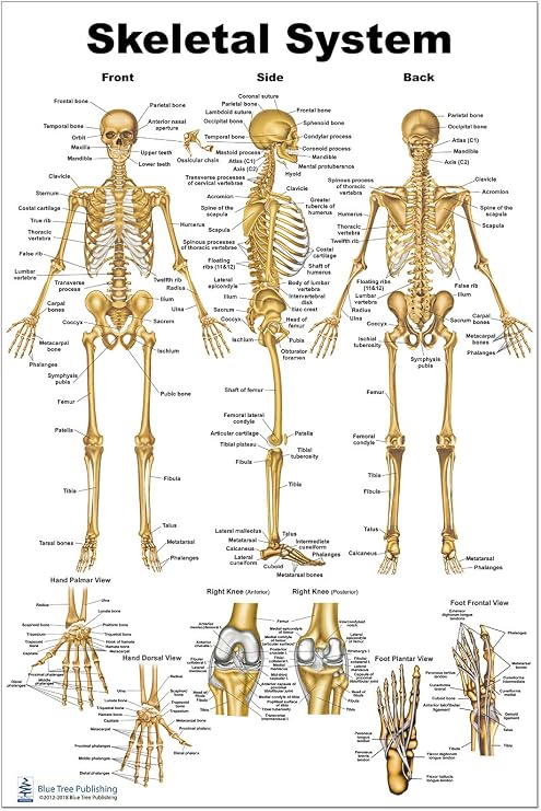 Blue Tree Publishing Skeleton Poster 24x36inch, Anatomical Chart