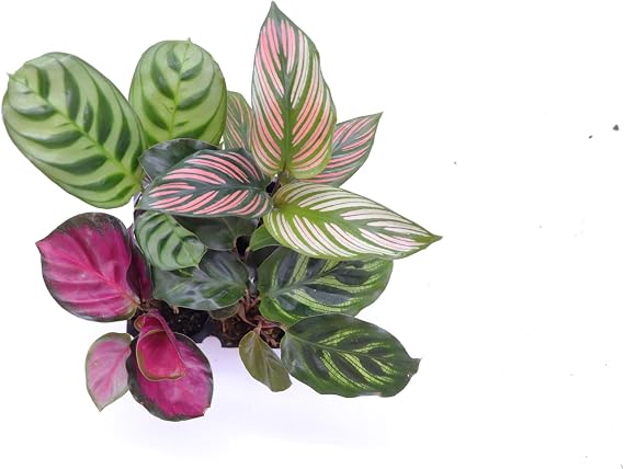 Calathea Classics 4-Pack Starter (Prayer Plants) by California Tropicals
