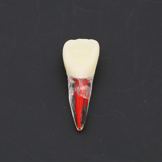 10Pcs Teeth Root Canal Model Endodontic File RCT Practice Pulp for Teaching Study M807 11#