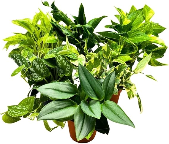 BubbleBlooms Pothos Assortment 4 inch Set of 6