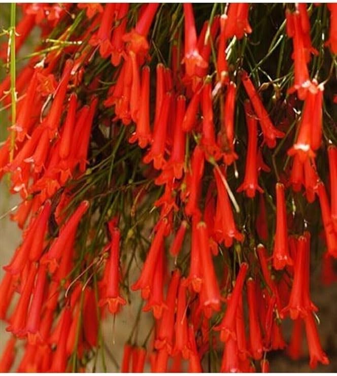 Gardenbox Kırmızı Mercan Çiçeği (Russelia Equisetiformis)