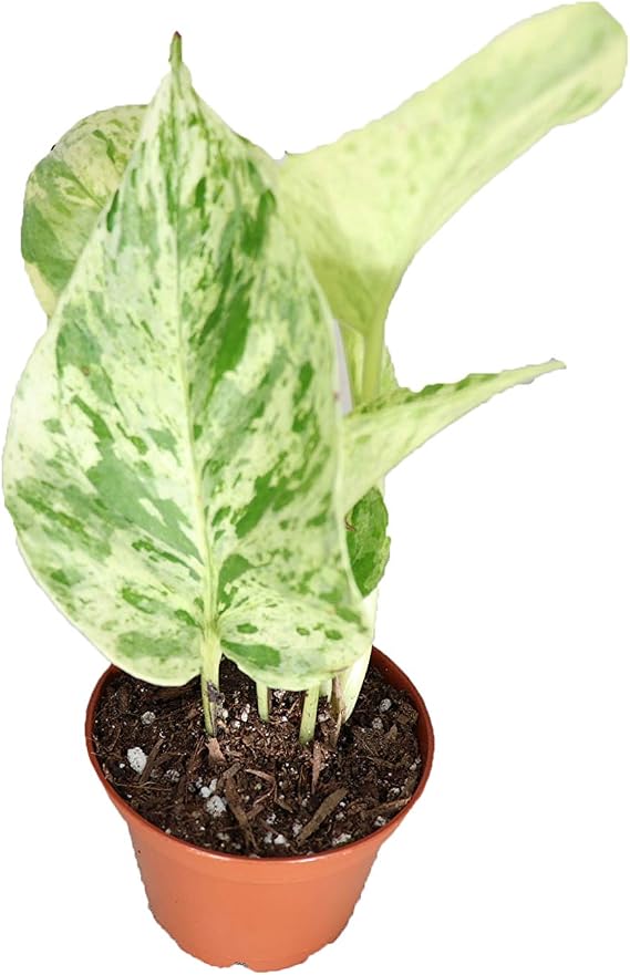 Marble Queen Pothos - 2.5" from California Tropicals