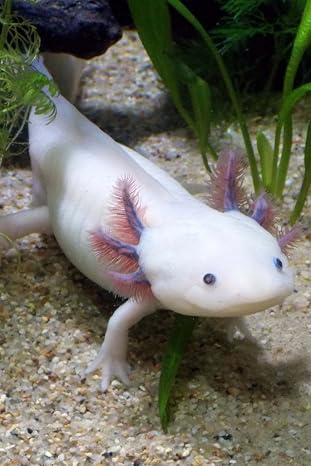 Axolotl - Mexican Salamander (Ambystoma Mexicanum) Journal: 150 page lined notebook/diary