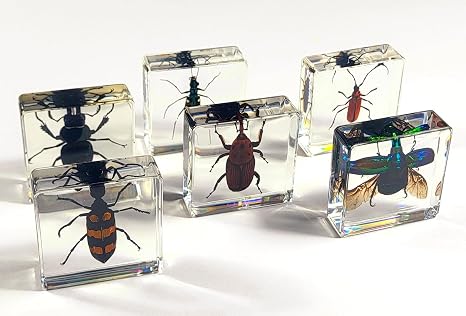 Real 6pcs Coleoptera Insects in 38mm Clear Lucite Resin and Gift Box Collectible Preserved Blister, Tiger, Chafer, Red Longhorn, Stag, Weevil Beetle for Educational Science Kit Display Supplies