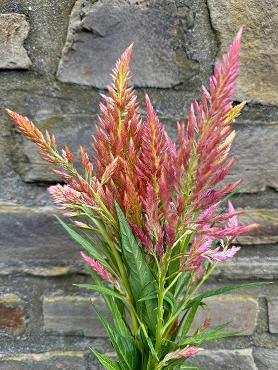 Spun Sugar Celosia argentea plumosa Cut Flower Seeds for Planting Packet