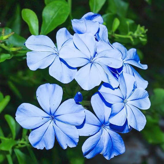 Blue Plumbago Seeds Flowering Shrub Vibrant Blue Flowers Attract Pollinators Drought Tolerant Low Maintenance Ornamental Plant in Gardens and Landscapes 10Pcs Flower Seeds by YEGAOL Garden