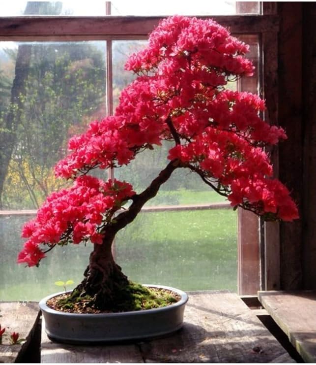 Dashing Look Pembe Yapraklı Bonsai Ağacı Tohumu-10 Adet TH-2022dshnglkthm091