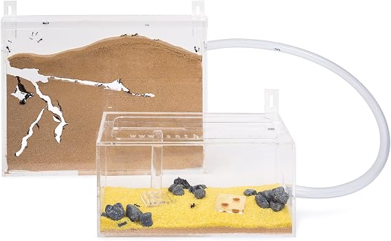AntHouse - Natural sand ant farm - Big Acrylic Wall Set