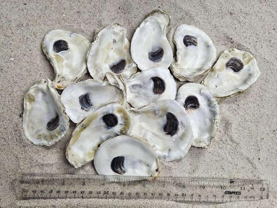 3-4" Oyster Shells (12 pcs)
