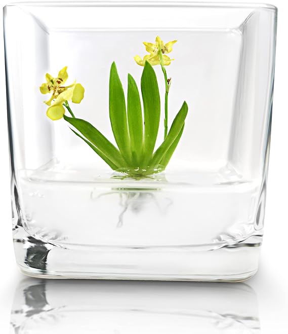 BLOOMIFY Miniature Dancing Orchid Terrarium, Open Pot Design, Maintenance Free, 3" Glass Votive
