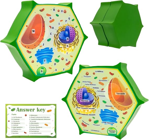 Cross Sectional Foam Plant Cell Model | Learning, Teaching, STEM Kits