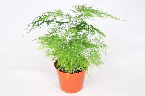 Plumosa Fern - 4'' from California Tropicals