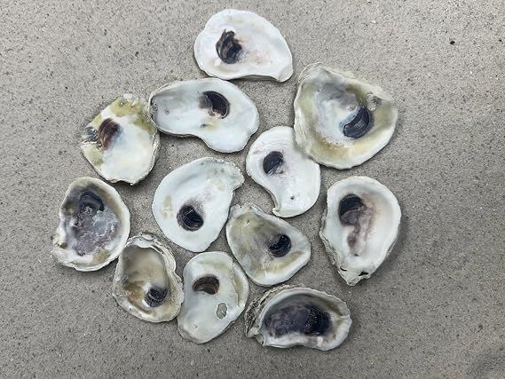 2-3" Oyster Shells (12 pcs)