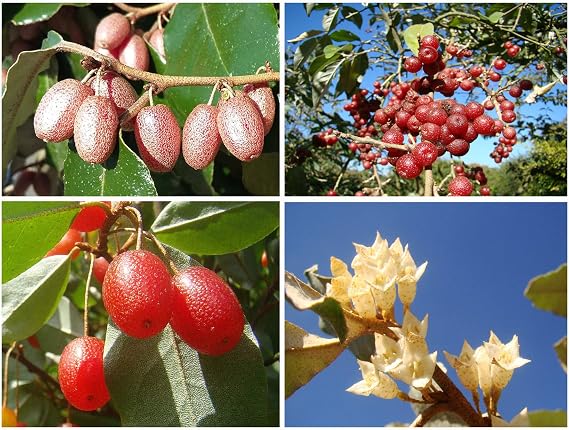 Cherry Silverberry Collection, 1x Elaeagnus multiflora (5-6cm Tall), umbellata (10-15cm Tall) and x ebbingei (6-8cm Tall) Rare Hardy Fruit shrubs, Young Plants