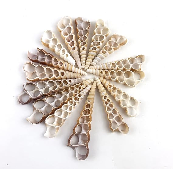 Worlds 15PC Brown Turritella Center Cut Shells for Crafts Windchimes Home Decor 3"~4" Inch