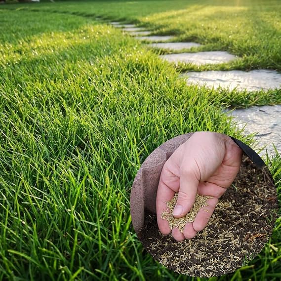 Zoysia Grass Seeds, Emerald Zoysia, 20000 Count