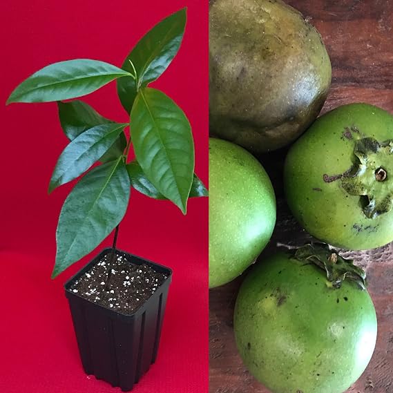 SEMI DI GERMINAZIONE: Schwarzer Sapote Diospyros Nigra Schokoladenpudding Pflanze Tropic Obstbaum 10-13"