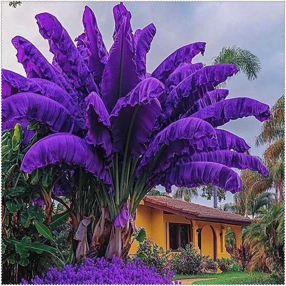 Classic Elephant Ears for Planting Now UK Display Greening Perennial Professional Cold-Resistant Natural Organic Excellent Unique-3Bulbs-G