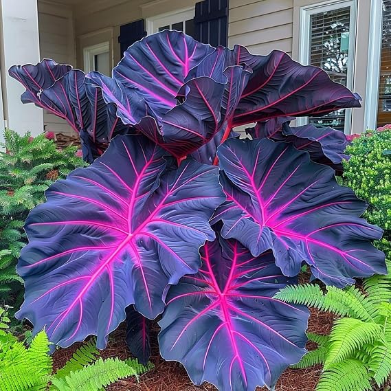 Elephant Ears Bulbs.Colocasia gigantea Bulbs.Strong Plants that Grow Well Mix Golden Jade Carving Feels Beautiful.-3 Bulbs-B