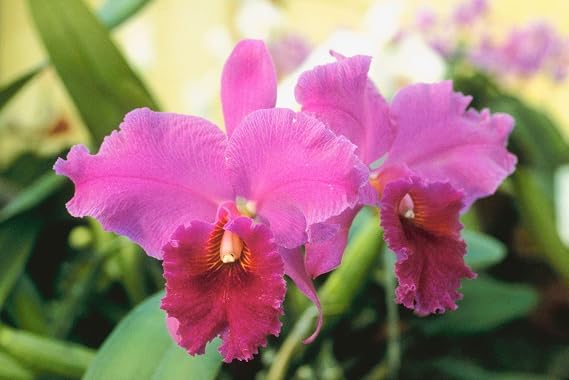 Hawaiian Cattleya Orchid Starter Plant - No Bloom