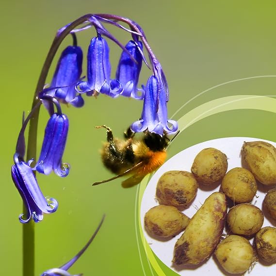 5 Hyacinthoides Non scripta Flower Bulbs in the Green, English Bluebell Spring Bloom Bulbs for Planting Shade Garden Plants Woodland Wildflower Naturalising Spring Flowers Bare Root Cottage Style