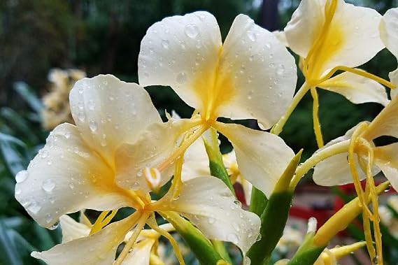 1 Hawaiian Hedychium coronarium Ginger Root Discount Hawaiian Gifts
