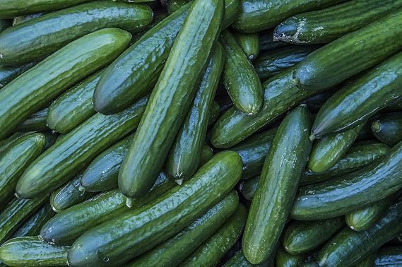 Diva Burpless Hybrid Cucumber Seeds