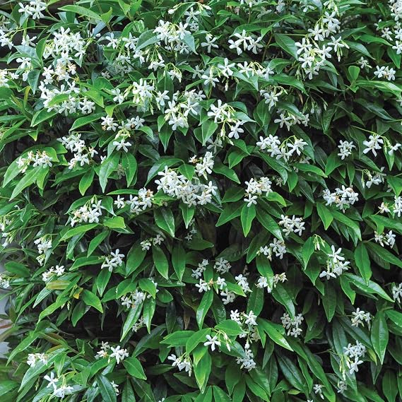 Star Jasmine Evergreen Climbing Garden Plant for Trellis, Fences and Obelisks Baring Fragrant White Summer Flowers, 1 x Trachelospermum Jasminoides in a 2L Pot By Suttons