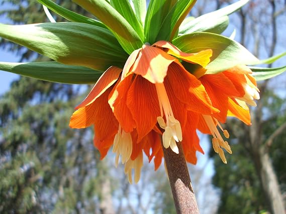 Fritillaria Imperialis Rubra Maxima Orange-red Flowers- 1 Bulbs