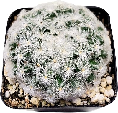 Fat Plants San Diego Living Indoor Succulents and Cactus Rooted in Plastic Planters with Soil 2 Inch, Feather Cactus
