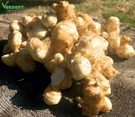1 LB Beyond Organic Jerusalem Artichoke Tubers (Sunchokes) by Verdant Treasures